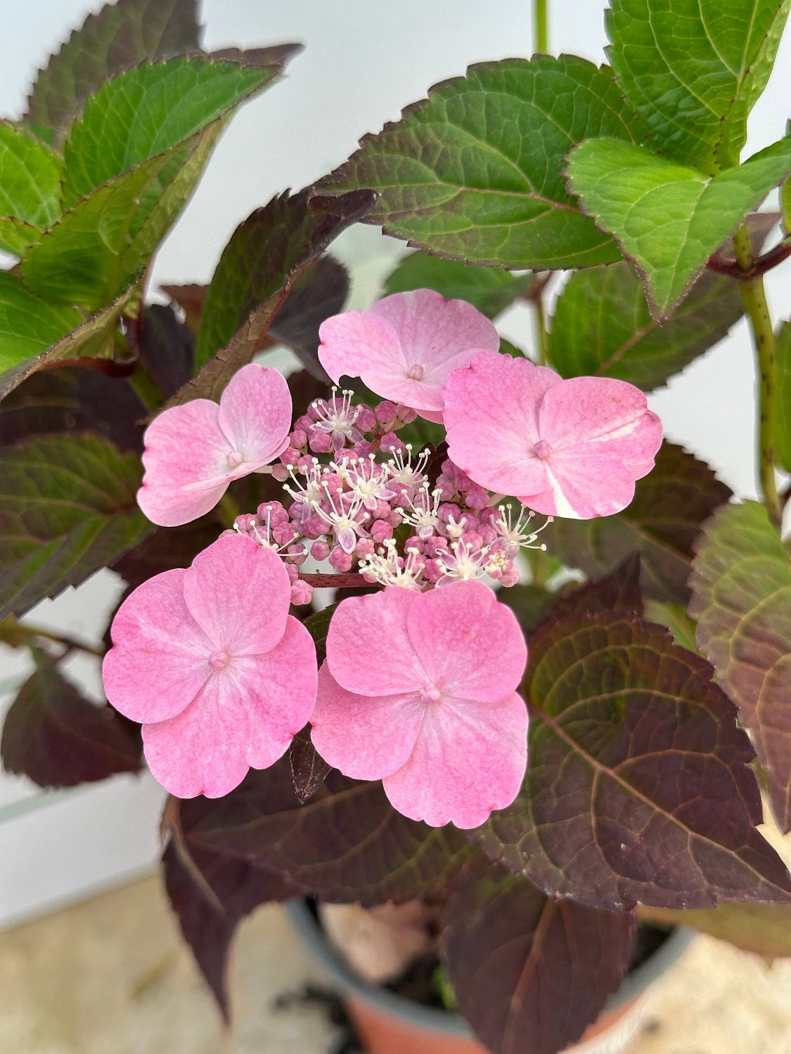 Гортензия пильчатая Дардевил - Dolina-Sad.Ru