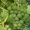 Виноград Вардува фото