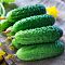 Огурец Аннушка F1 фото