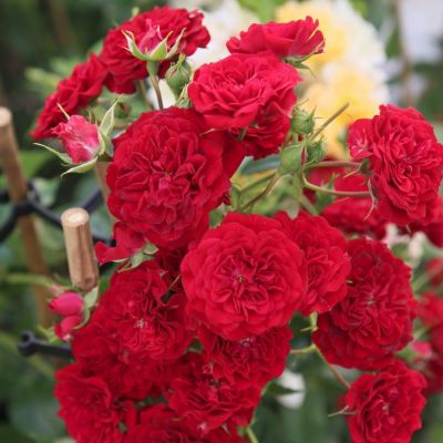 Роза Кримсон Силуэтта Роза Кримсон Силуэтта - Dolina-Sad.Ru