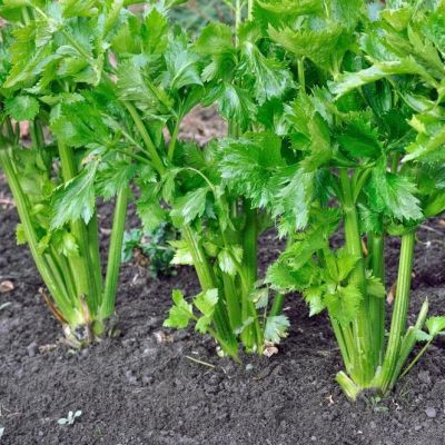 Сельдерей листовой Парус Сельдерей листовой Парус фото
