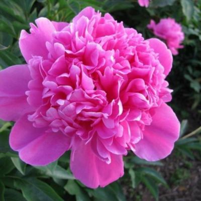 Пион Амабилис - Dolina-Sad.Ru