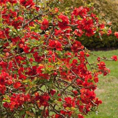 Айва средняя Николайн Айва средняя Николайн - Dolina-Sad.Ru