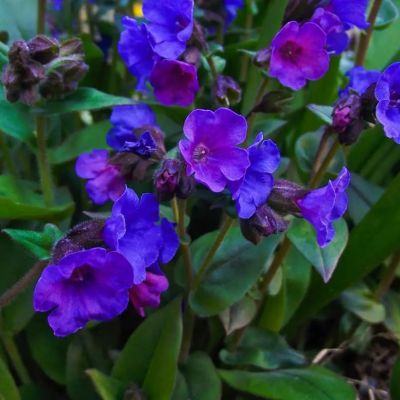 Медуница Блю Энсайн - Dolina-Sad.Ru