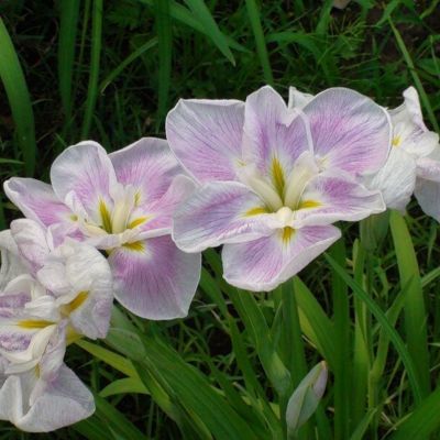 Ирис мечевидный Когешо Ирис мечевидный Когешо - Dolina-Sad.Ru