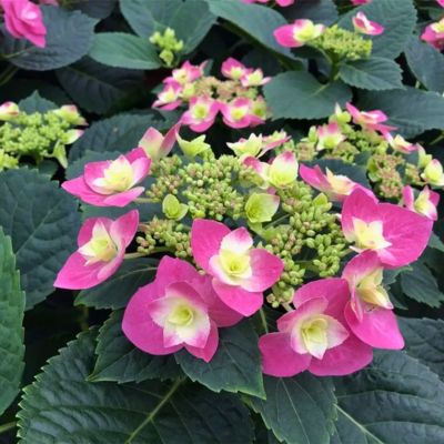 Гортензия крупнолистную Флейм Хот Пинк Гортензия крупнолистную Флейм Хот Пинк - Dolina-Sad.Ru