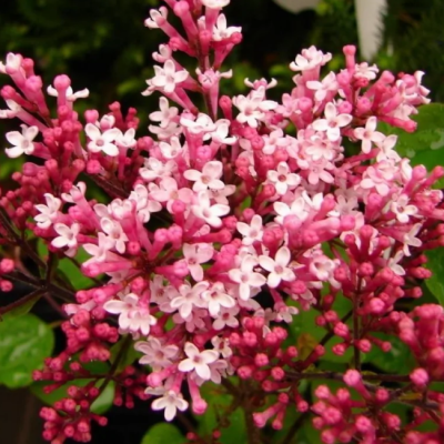 Сирень Ред Пикси Сирень Ред Пикси фото