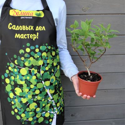 Гортензия метельчатая Фантом фото