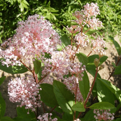 Цеанотус бледный Мари Симон фото