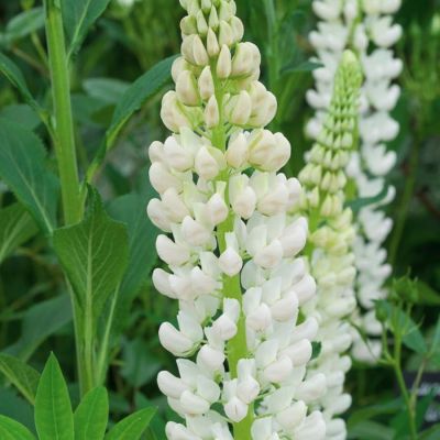 Люпин Уайт Люпин Уайт - Dolina-Sad.Ru