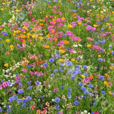 Газонная трава Цветочная поляна мавританский газон, 500 гр Газонная трава Цветочная поляна мавританский газон, 500 гр - Dolina-Sad.Ru