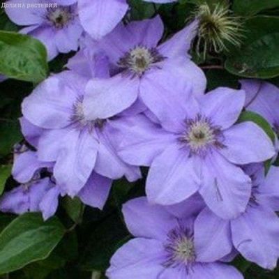 Клематис Лаура Клематис Лаура фото