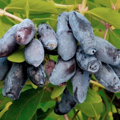 Жимолость съедобная Камчатская Жимолость съедобная Камчатская - Dolina-Sad.Ru