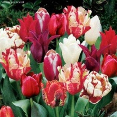 Томат Дино F1(Clause/Франция) фото