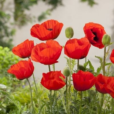 Мак восточный Нана Алегро Мак восточный Нана Алегро - Dolina-Sad.Ru