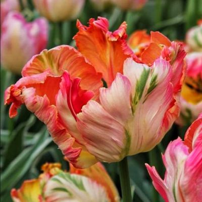 Тюльпан Эприкот Пэррот Тюльпан Эприкот Пэррот фото