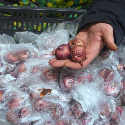 Гладиолус Тэдс Трамп Гладиолус Тэдс Трамп - Dolina-Sad.Ru