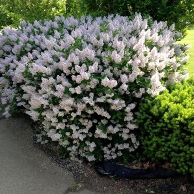 Сирень раскидистая Мисс Ким, С3 - Dolina-Sad.Ru