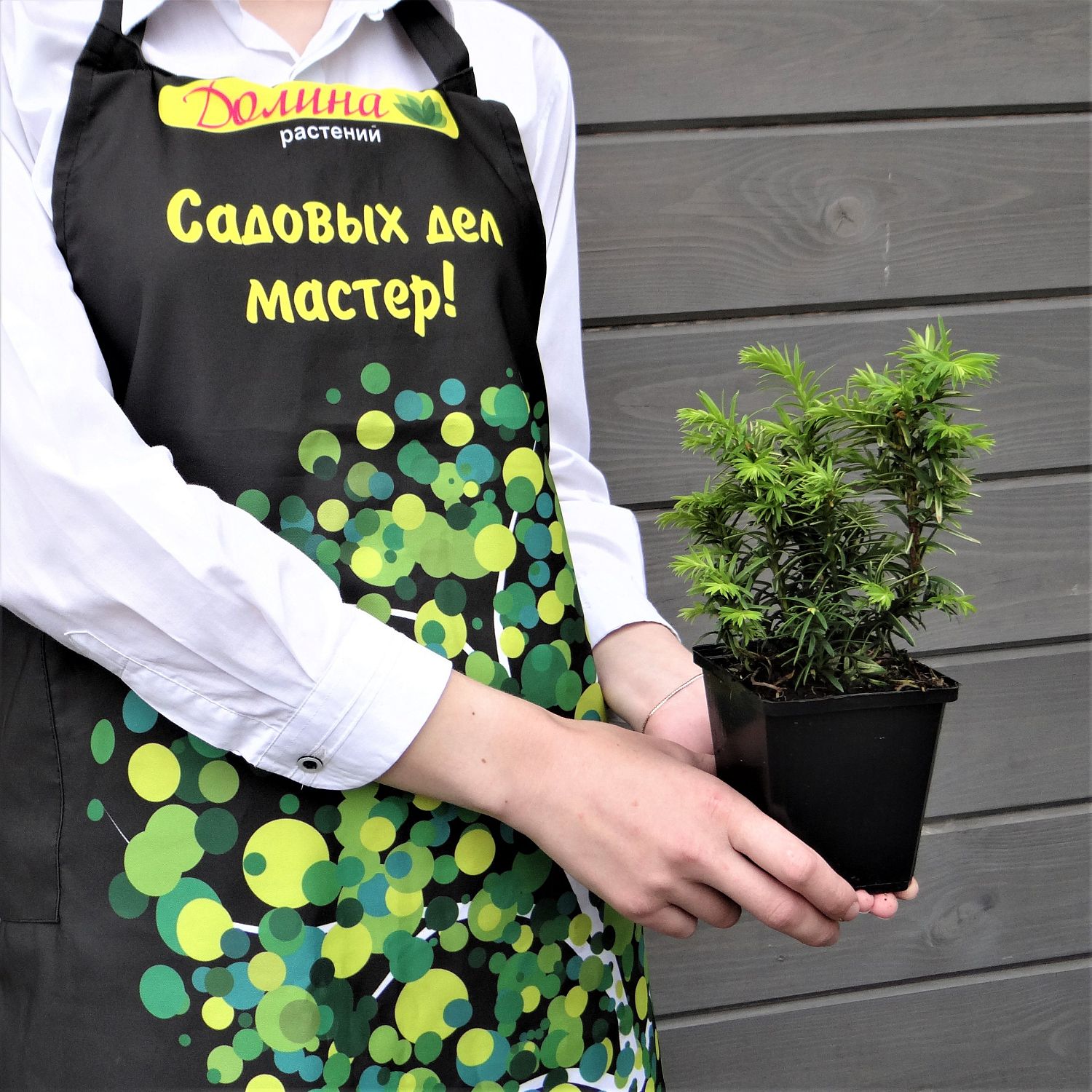 Тис средний Тимон Тис средний Тимон фото