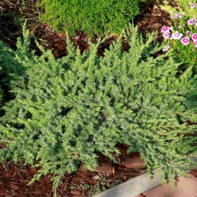 Можжевельник прибрежный Шлягер Можжевельник прибрежный Шлягер фото