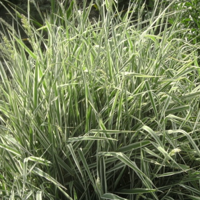 Фалярис тростниковый Вариегата Фалярис тростниковый Вариегата фото