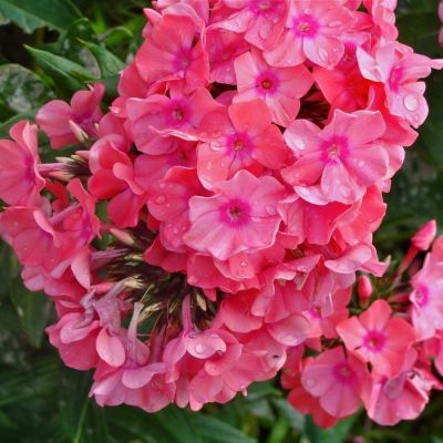 Флокс метельчатый Лариса - Dolina-Sad.Ru