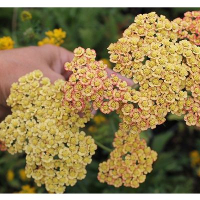 Тысячелистник Лилак Бьюти - Dolina-Sad.Ru