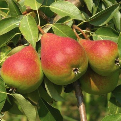 Груша Ника Груша Ника - Dolina-Sad.Ru