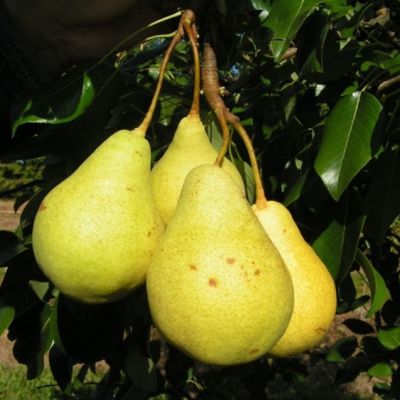 Груша Кудесница/Летняя фото