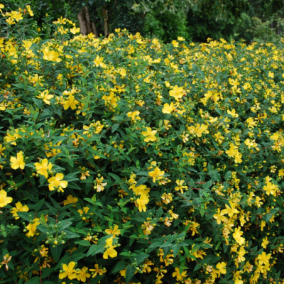 Зверобой раскидистый Хидкот Зверобой раскидистый Хидкот фото