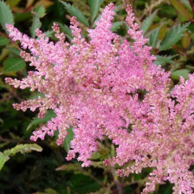 Астильба простолистная Спрайт Астильба простолистная Спрайт - Dolina-Sad.Ru
