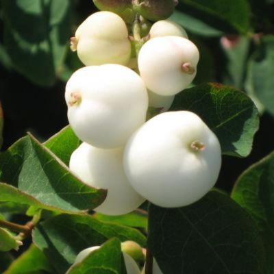 Снежноягодник Вайт Хедж, С2 Снежноягодник Вайт Хедж, С2 - Dolina-Sad.Ru