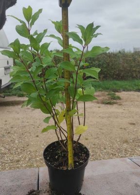 Гортензия метельчатая Тардива, С1,5 - Dolina-Sad.Ru