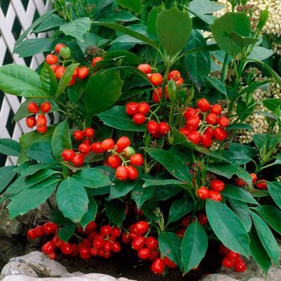 Аукуба японская Розанни Аукуба японская Розанни - Dolina-Sad.Ru