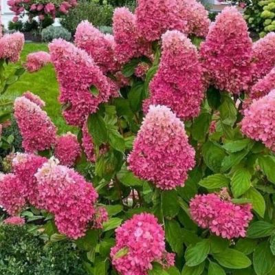 Гортензия метельчатая Дегудо, С3 Гортензия метельчатая Дегудо, С3 - Dolina-Sad.Ru