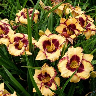 Лилейник Оупен Май Айс - Dolina-Sad.Ru