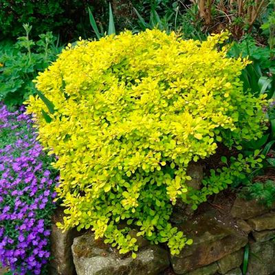 Барбарис Тунберга Лайм Стар Барбарис Тунберга Лайм Стар - Dolina-Sad.Ru