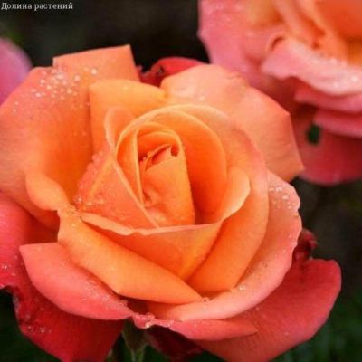 Роза Тройка фото