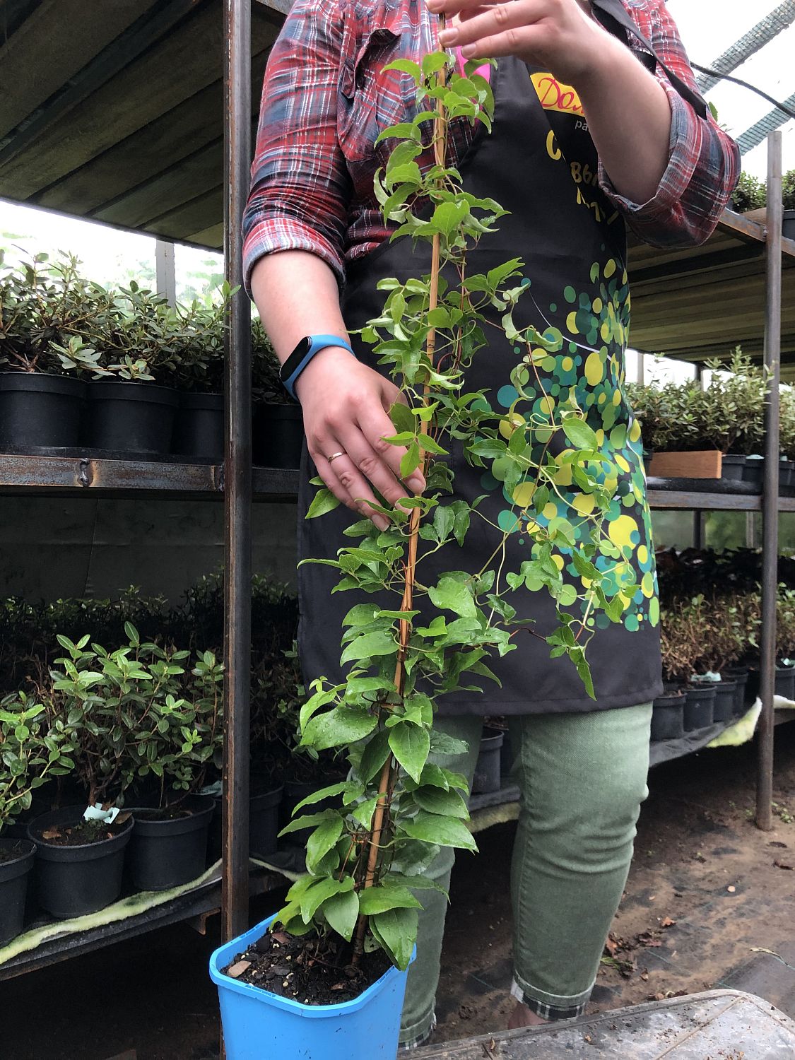 Клематис Омоширо, С2 Клематис Омоширо, С2 фото