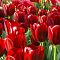 Тюльпан Нэшнл Вельвет Тюльпан Нэшнл Вельвет фото