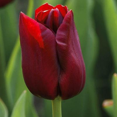 Тюльпан Нэшнл Вельвет Тюльпан Нэшнл Вельвет фото