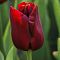 Тюльпан Нэшнл Вельвет Тюльпан Нэшнл Вельвет фото