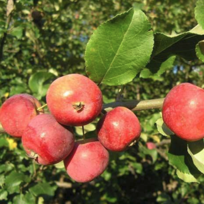Яблоня Горноалтайская Яблоня Горноалтайская - Dolina-Sad.Ru