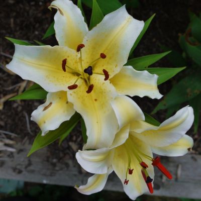 Лилия Конка д’Ор - Dolina-Sad.Ru