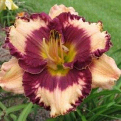 Лилейник Экзотик треже 2шт. Лилейник Экзотик треже 2шт. фото