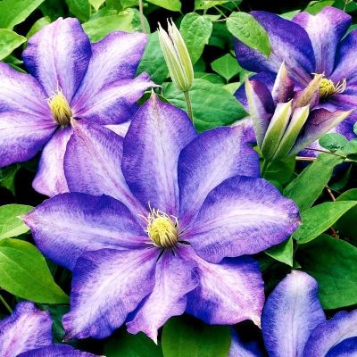 Клематис Даниэль Деронда Клематис Даниэль Деронда фото