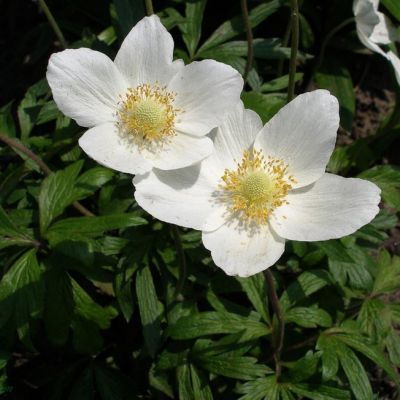 Анемона Лесная Анемона Лесная - Dolina-Sad.Ru