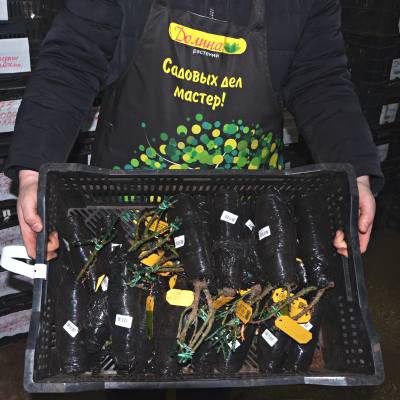 Роза Лайонс Роуз Роза Лайонс Роуз фото