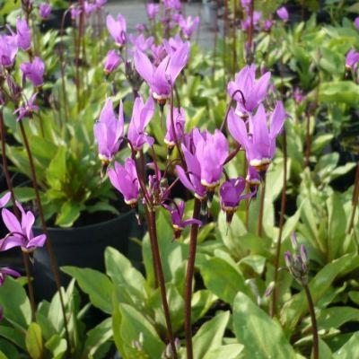 Додекатеон Квин Виктория - Dolina-Sad.Ru