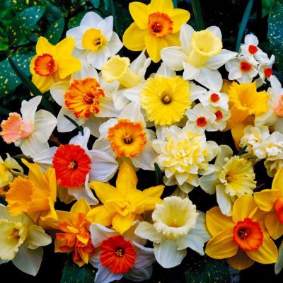 Микс Сортов Нарциссов Микс Сортов Нарциссов фото